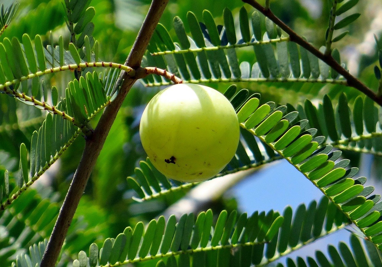 Indian Gooseberry - Fruit Plant