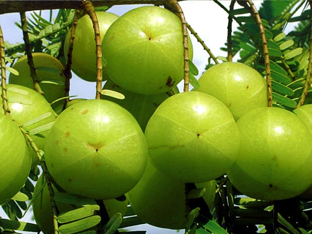 Indian Gooseberry - Fruit Plant