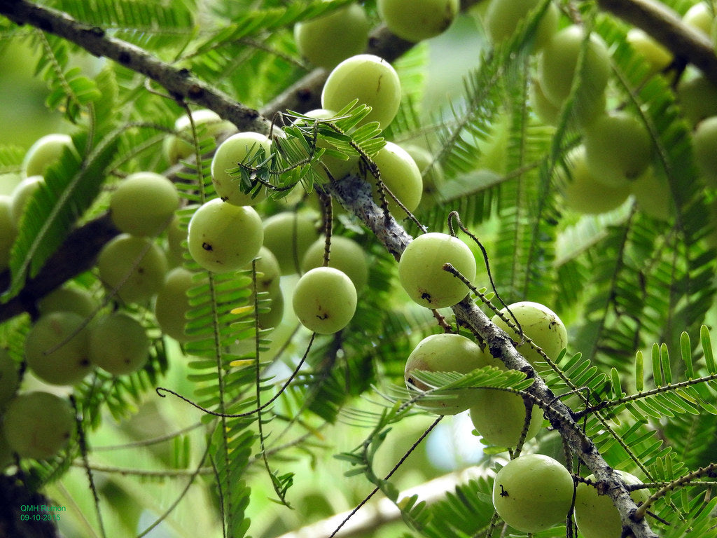 Indian Gooseberry - Fruit Plant