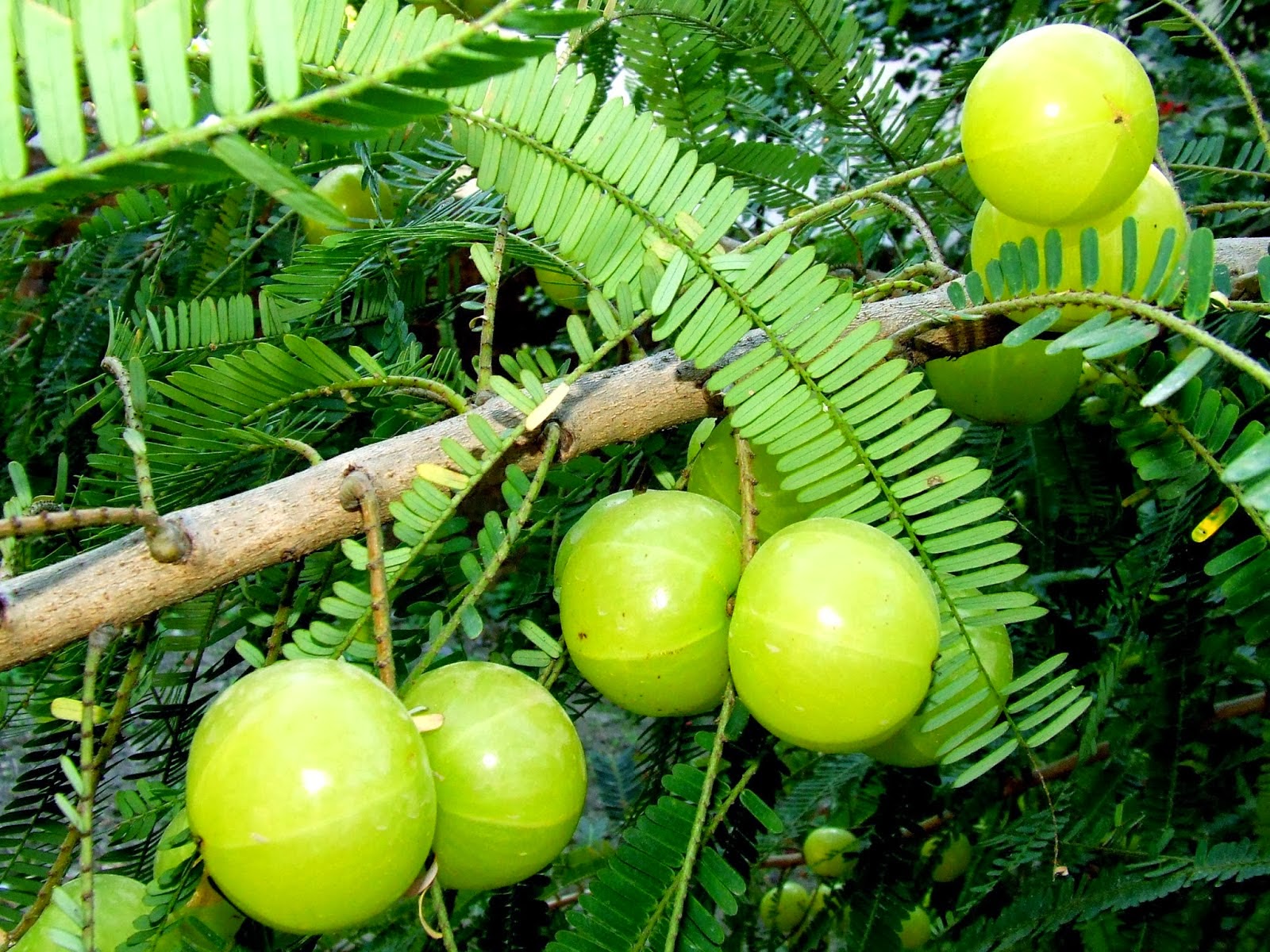 Indian Gooseberry - Fruit Plant