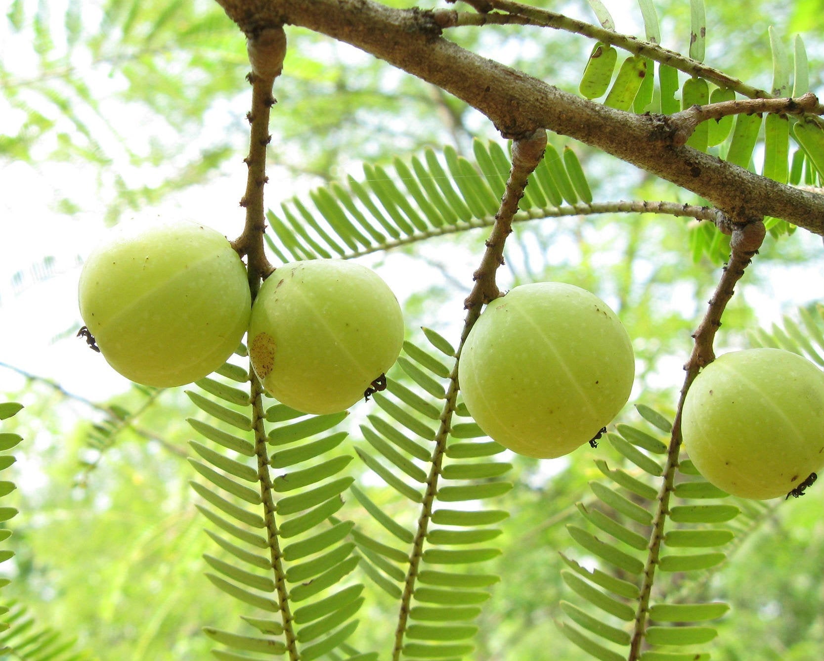 Indian Gooseberry - Fruit Plant