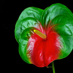 Anthurium Flower - Red Green - Flower Plant