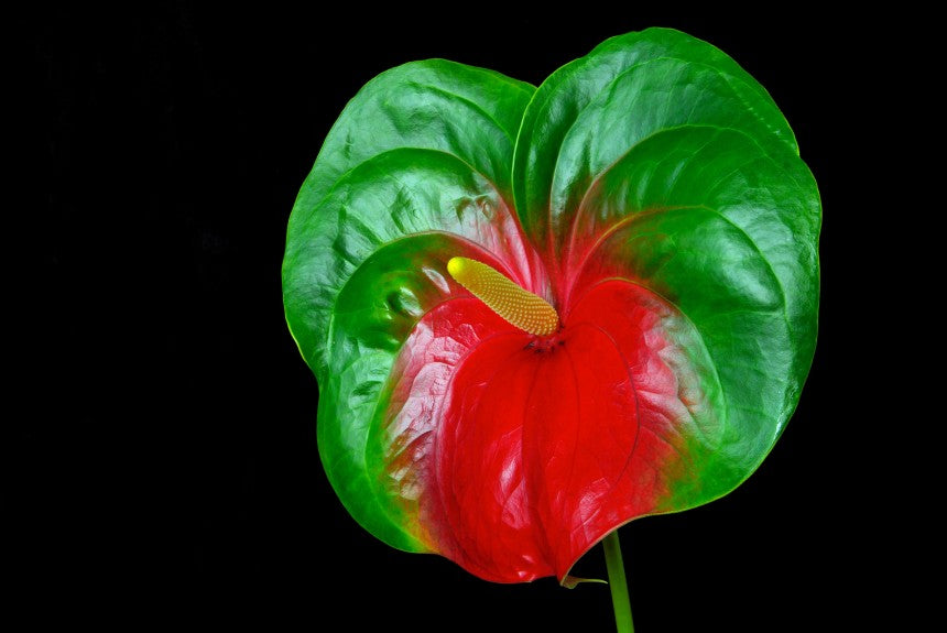 Anthurium Flower - Red Green - Flower Plant