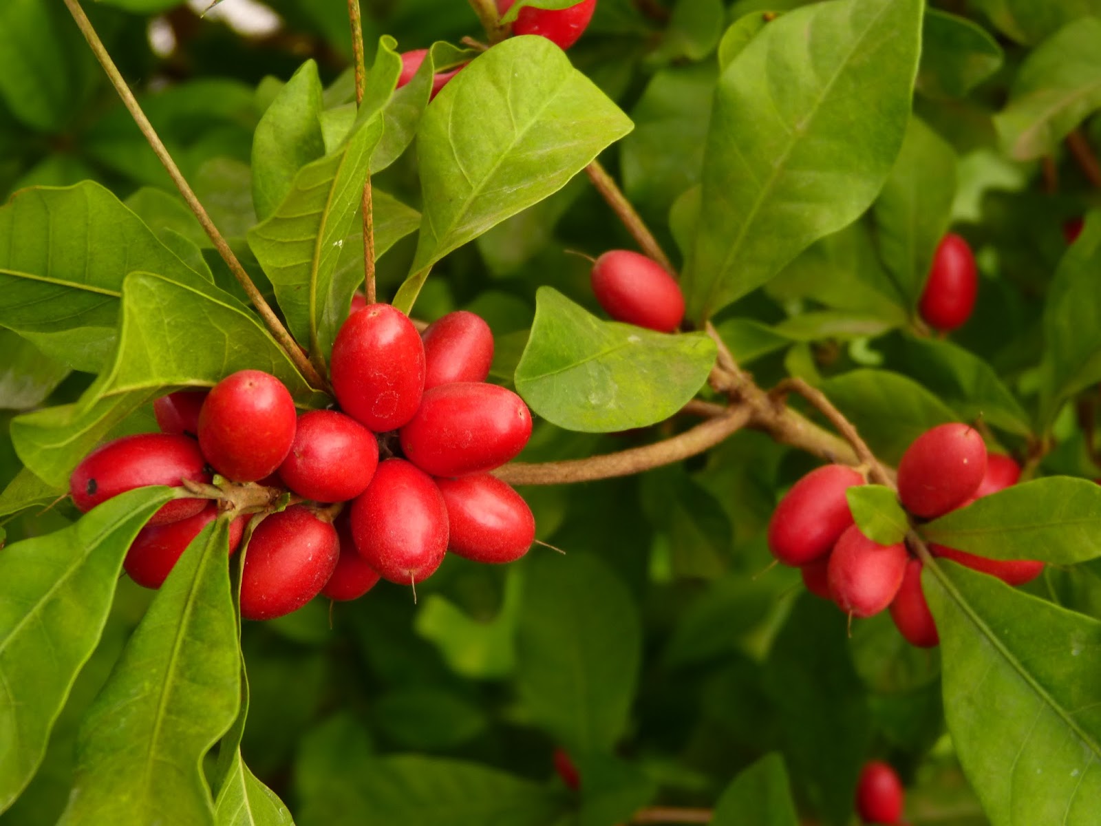 Miracle Berry - Fruit Plant