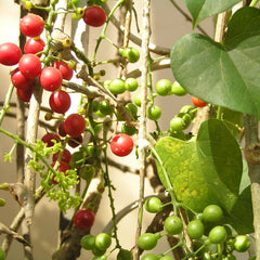 Chittamruthu ( Tinospora cordifolia ) Medicinal Plant