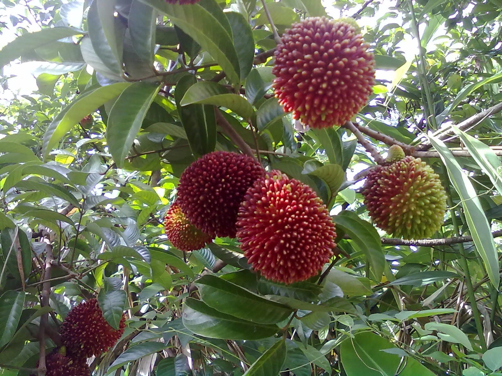 Pulasan - Nephelium mutabile Fruit Plant