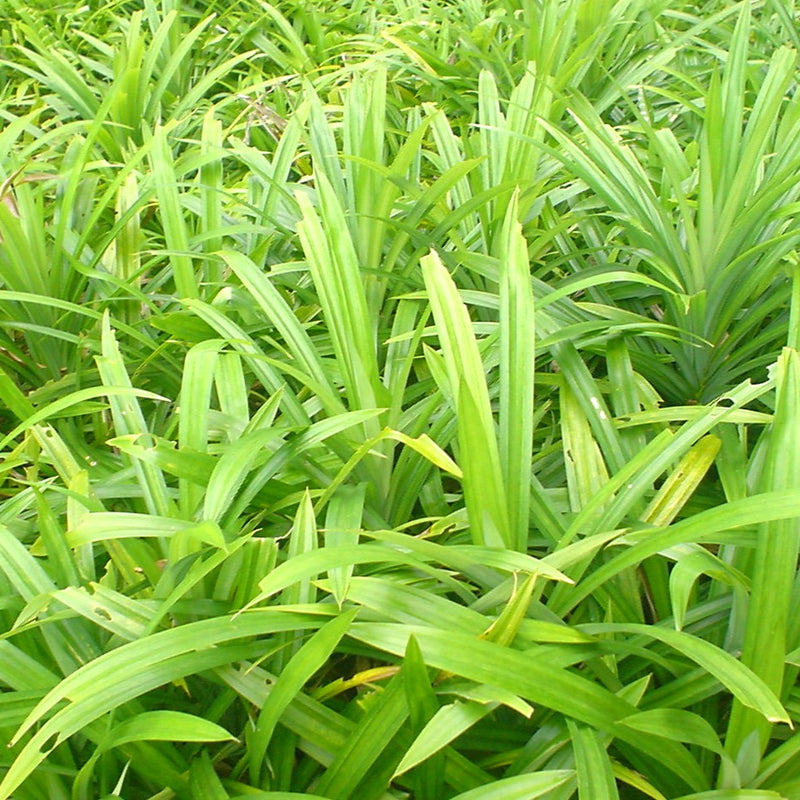 Rambha Cheera ( Pandanus amaryllifolius ) Medicinal Plant