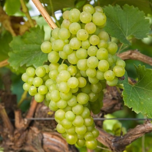 Hybrid Grape - Phoenix Grape Vine Fruit Plant