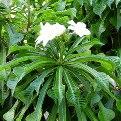 White Plumeria pudica Flower Plant