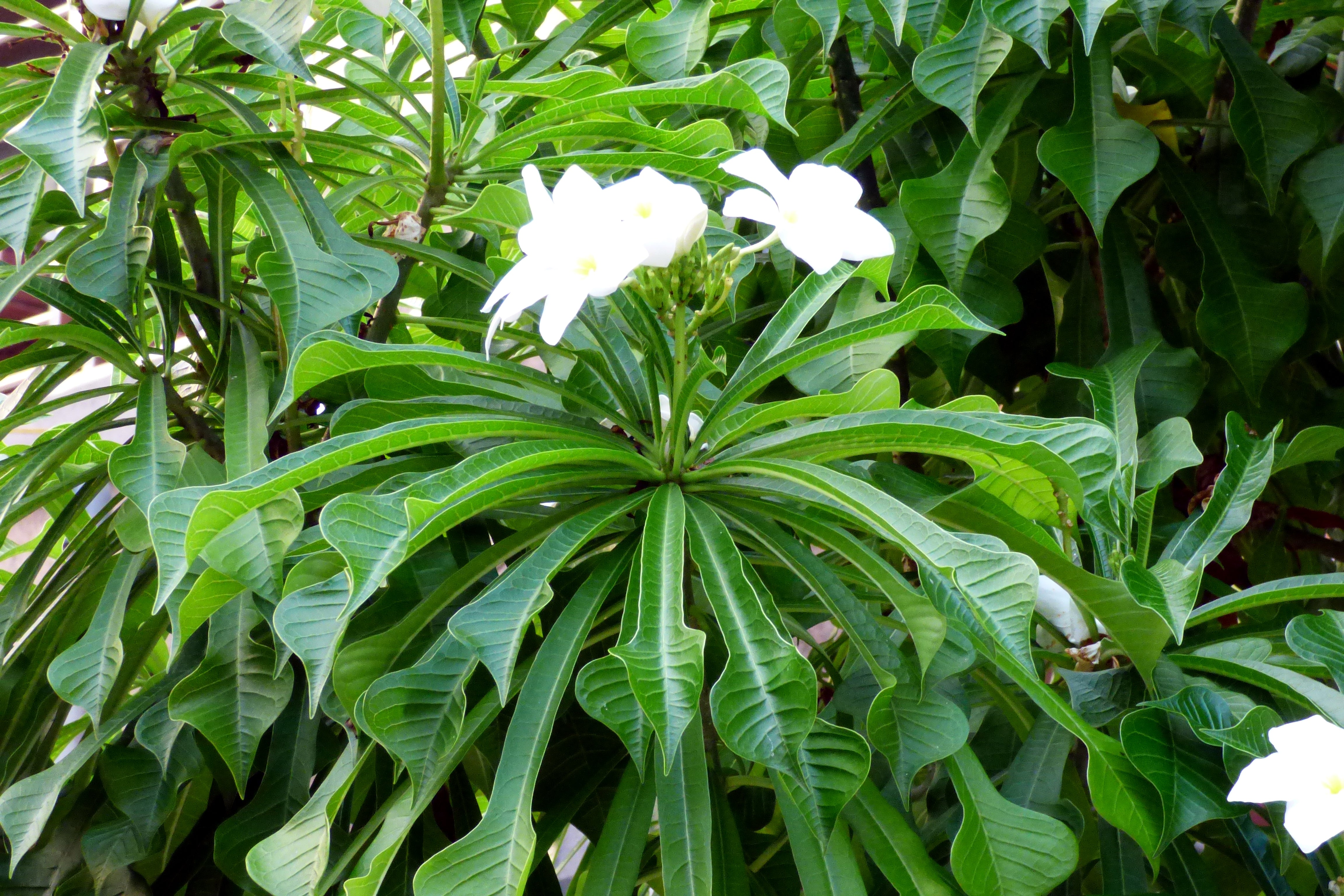 White Plumeria pudica Flower Plant