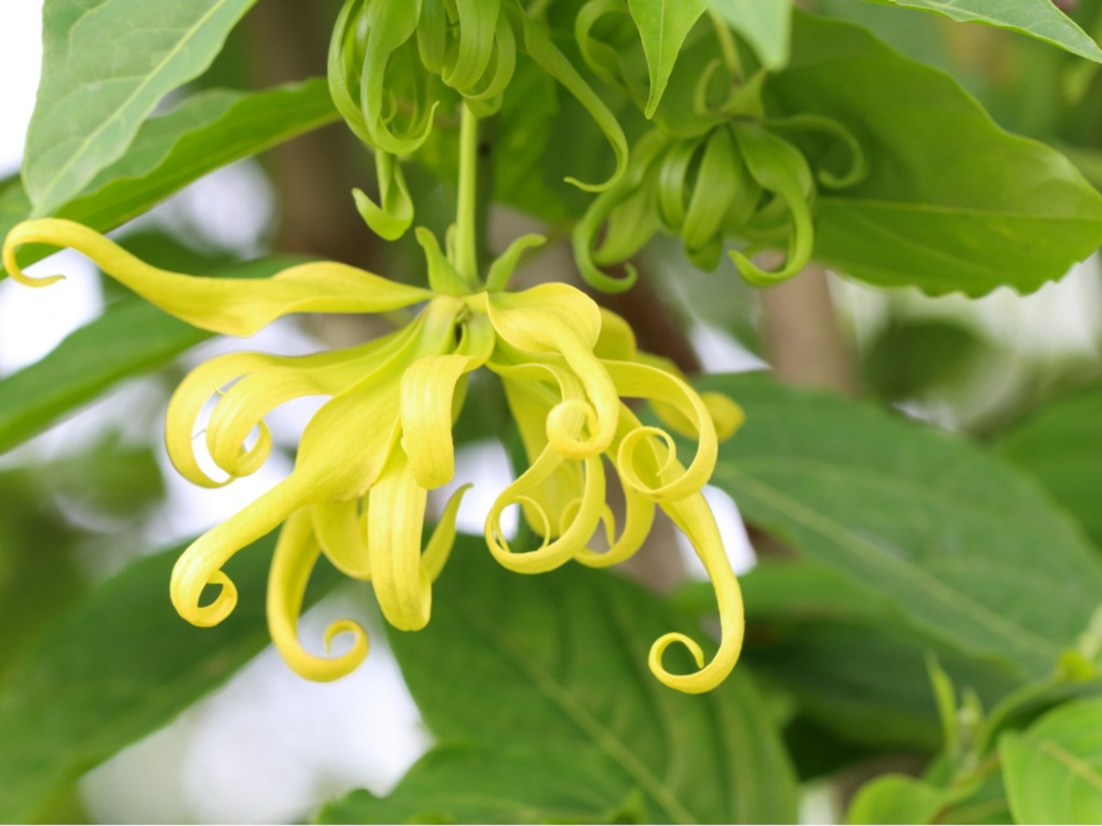 Langi Langi - Cananga odorata Ylang Ylang Flower Plant