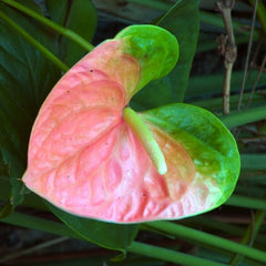 Anthurium Flower - Rainbow - Flower Plant