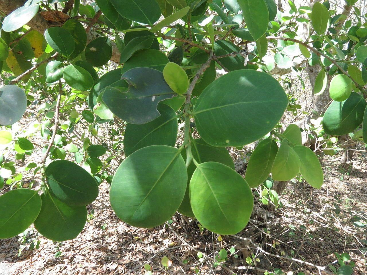 Red Sandalwood - Pterocarpus santalinus Tree Plant