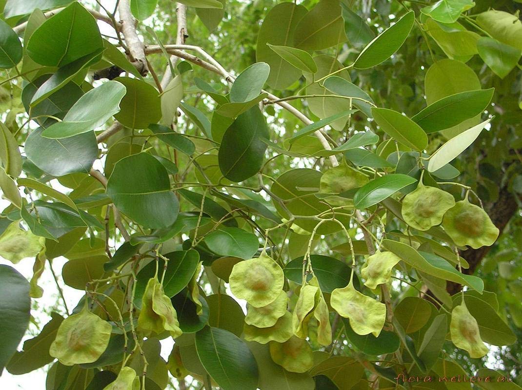 Red Sandalwood - Pterocarpus santalinus Tree Plant