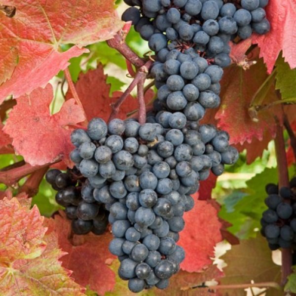 Hybrid Grape - Regent Grape Vine Fruit Plant