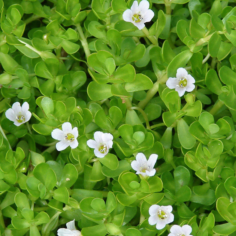 Brahmi ( Bacopa monnieri ) Medicinal Plant