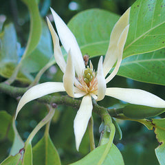 White Son Champa Flower Plant