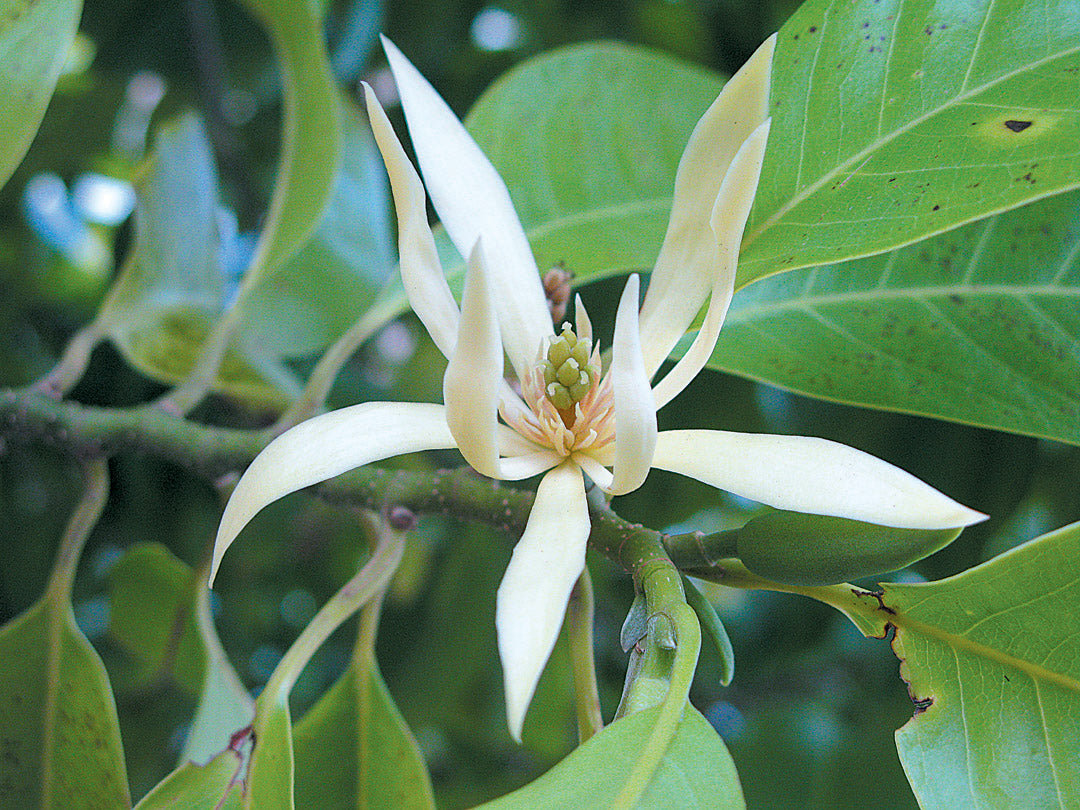 White Son Champa Flower Plant