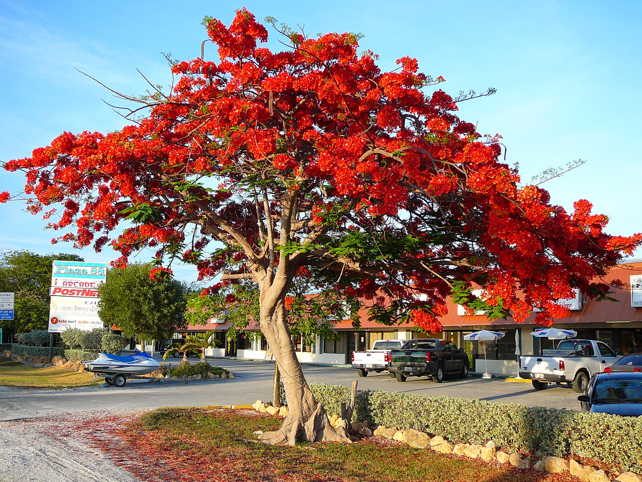 Gulmohar - Delonix regia Tree Plant