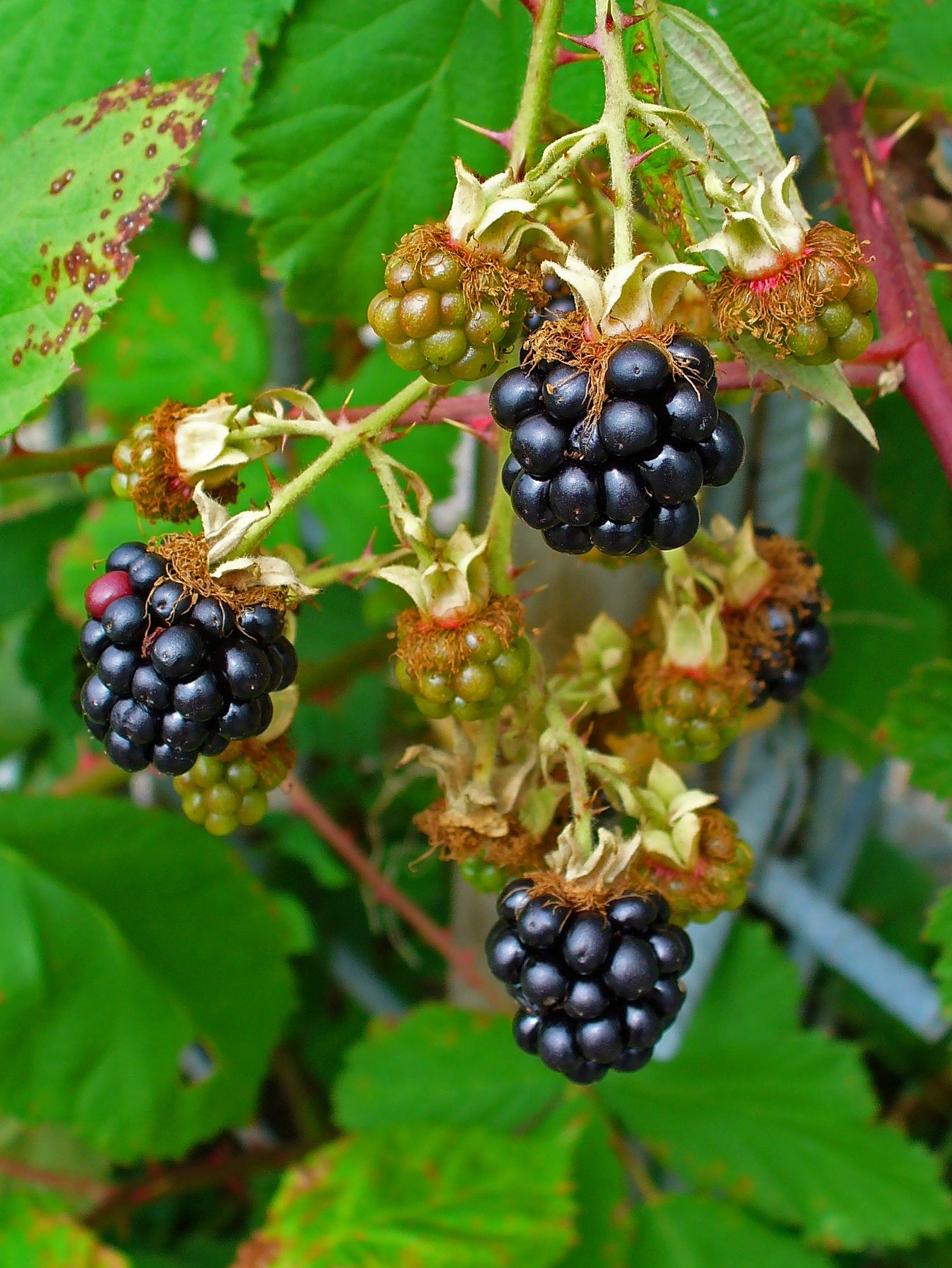 Blackberry - Rubus fruticosus Fruit Plant