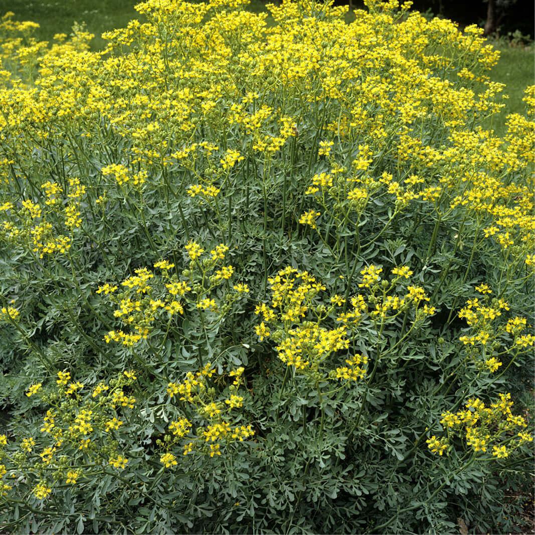 Arutha ( Ruta graveolens ) Medicinal Plant