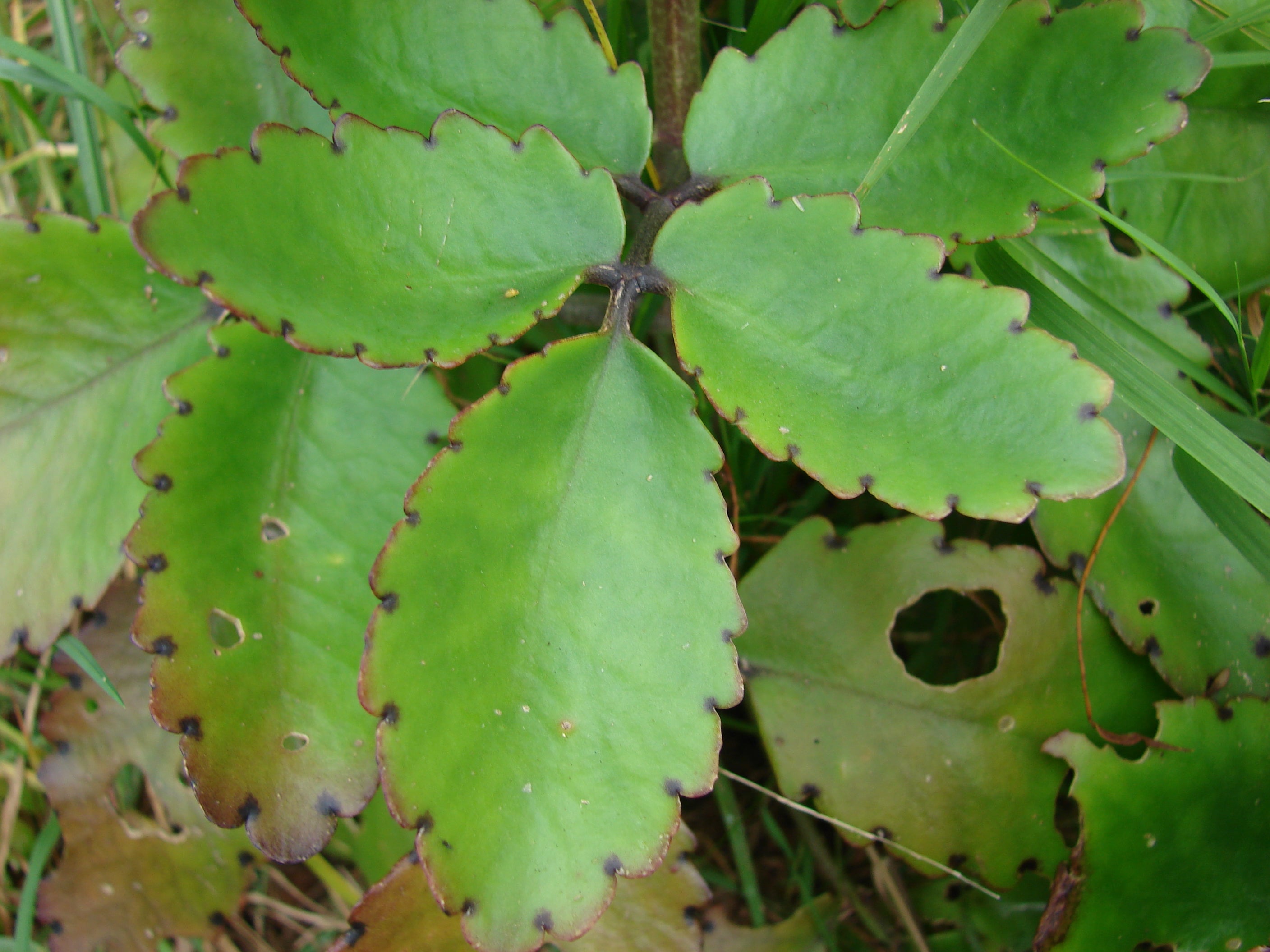 Ila Mulachi ( Bryophyllum pinnatum ) Medicinal Plant