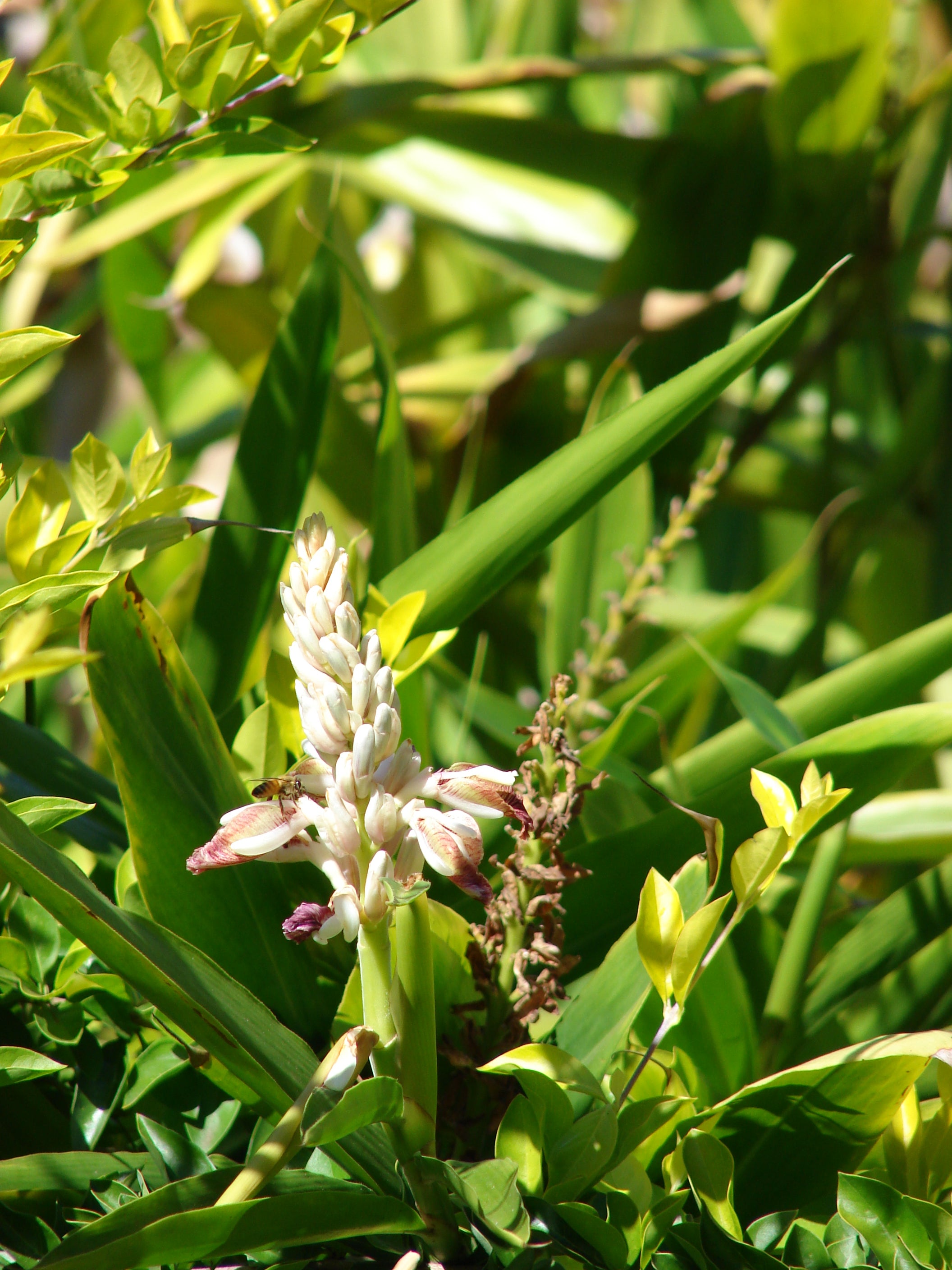 Chittaratha ( Alpinia calcarata ) Medicinal Plant