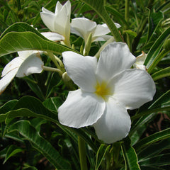 White Plumeria pudica Flower Plant