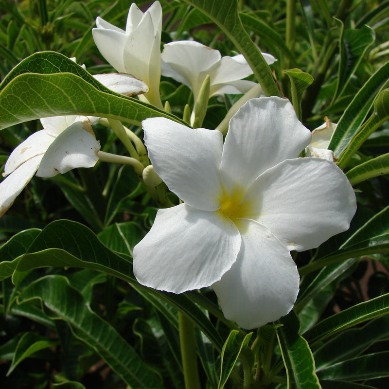 White Plumeria pudica Flower Plant