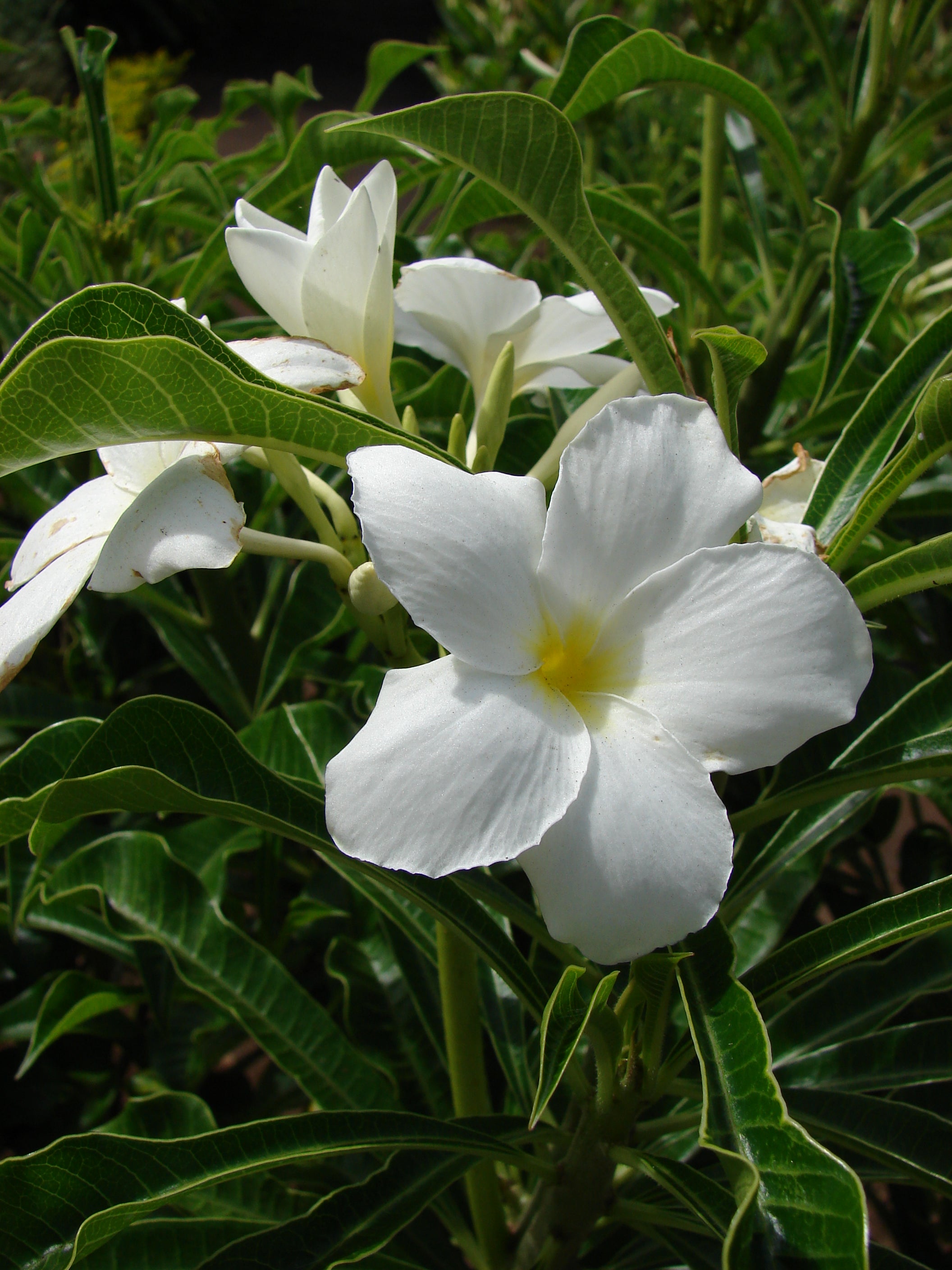 White Plumeria pudica Flower Plant