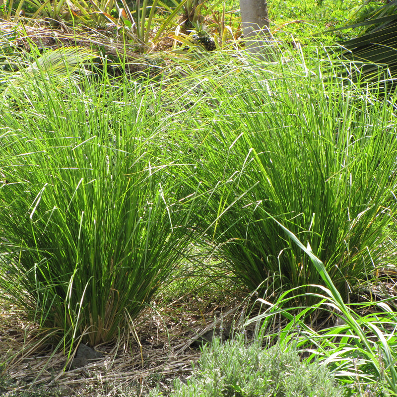 Ramacham ( Chrysopogon zizanioides ) Medicinal Plant
