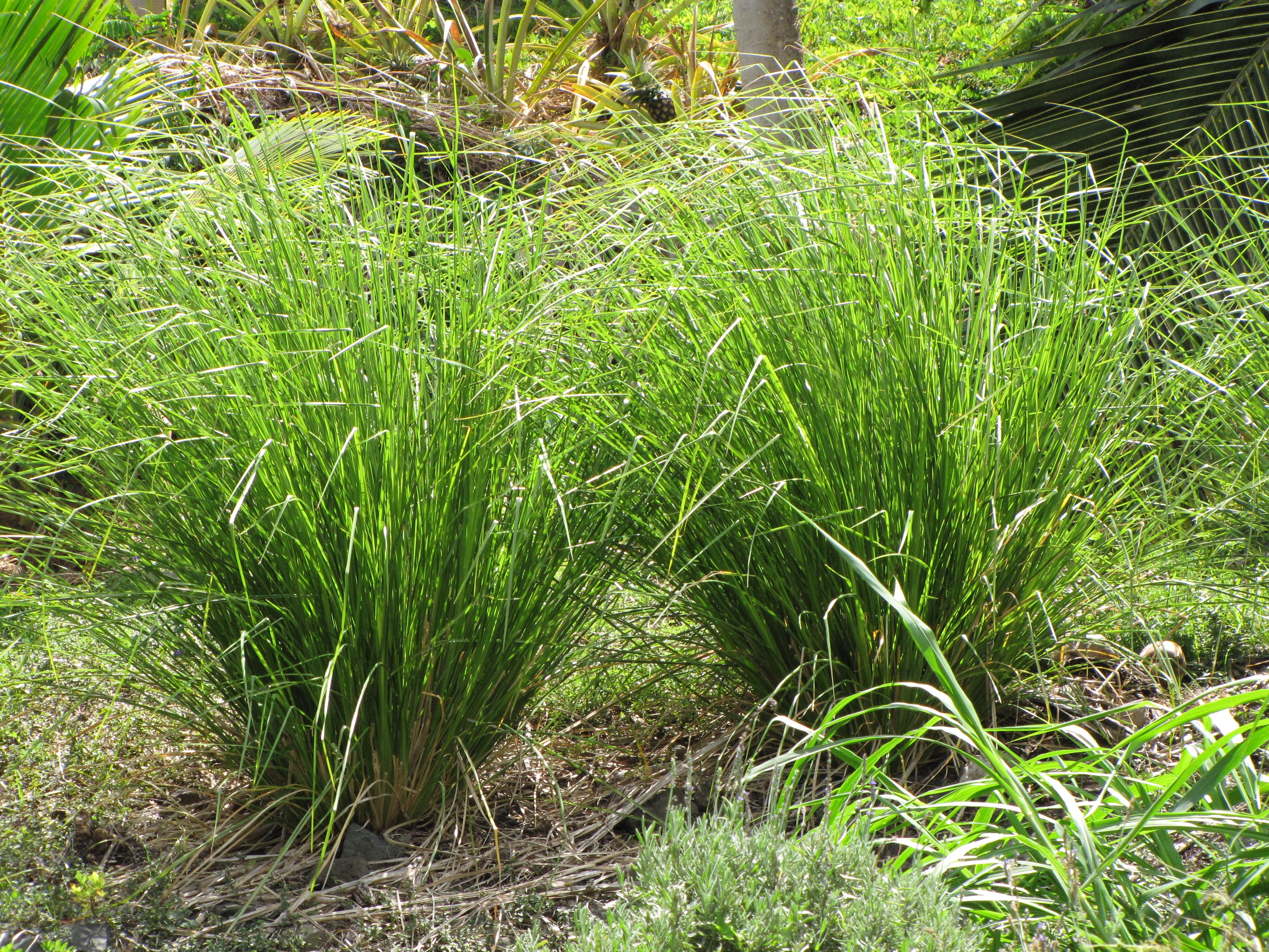 Ramacham ( Chrysopogon zizanioides ) Medicinal Plant