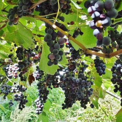 Hybrid Grape - Strawberry Black Grape Vine Fruit Plant