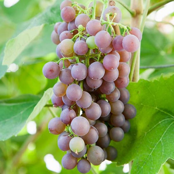 Hybrid Grape - Strawberry Vine Grape Vine Fruit Plant