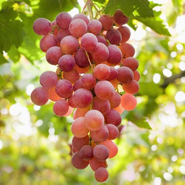 Hybrid Grape - Suffolk Red Grape Vine Fruit Plant