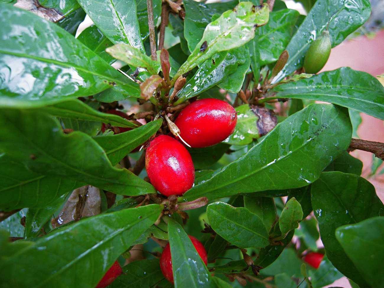 Miracle Berry - Fruit Plant