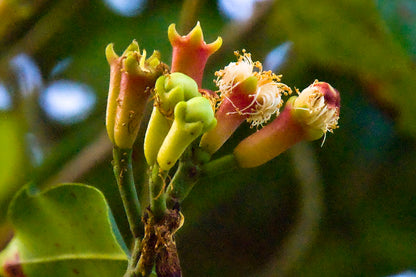 Clove - Spice Plant