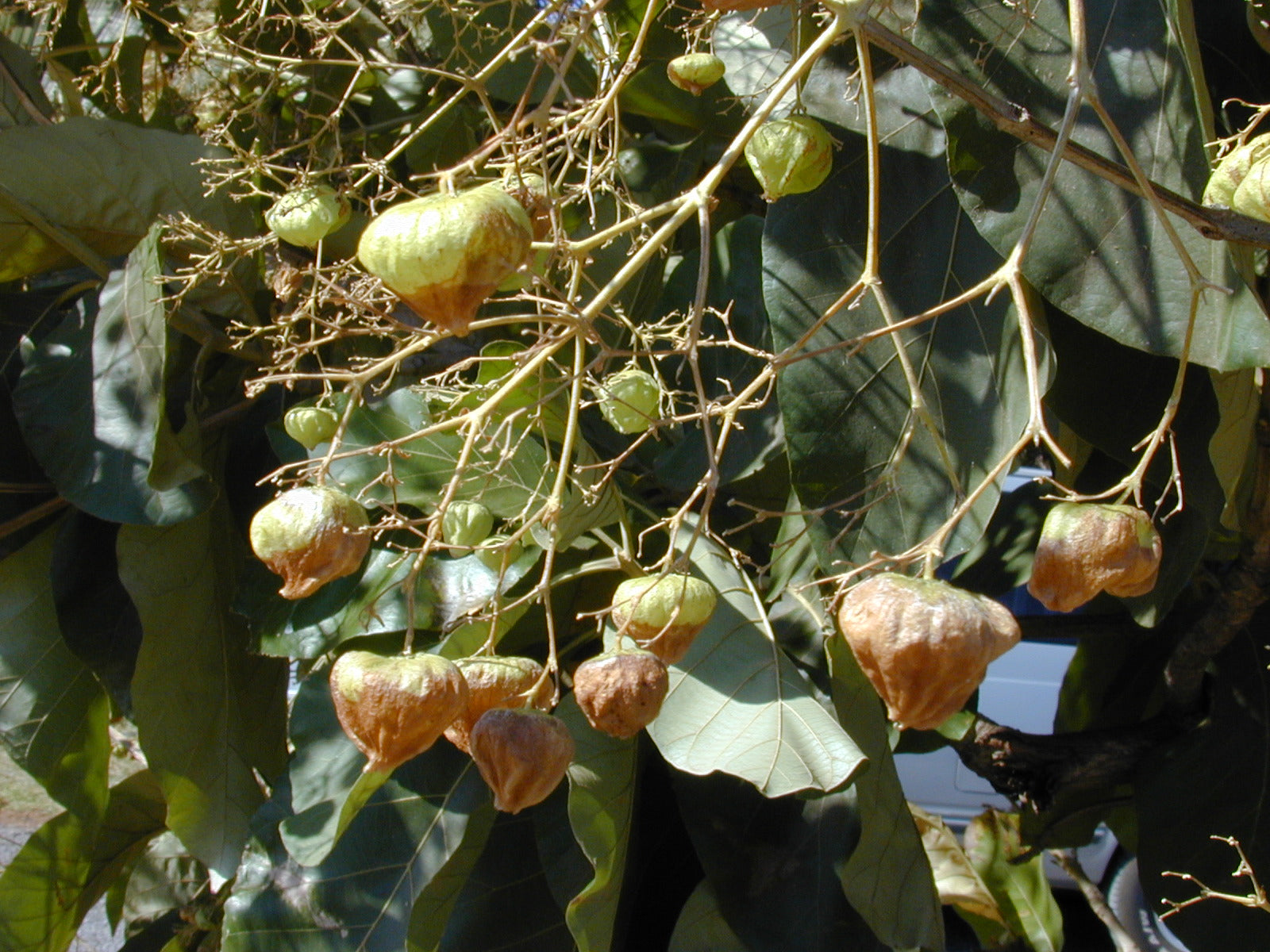 Teakwood - Tectona grandis Tree Plant