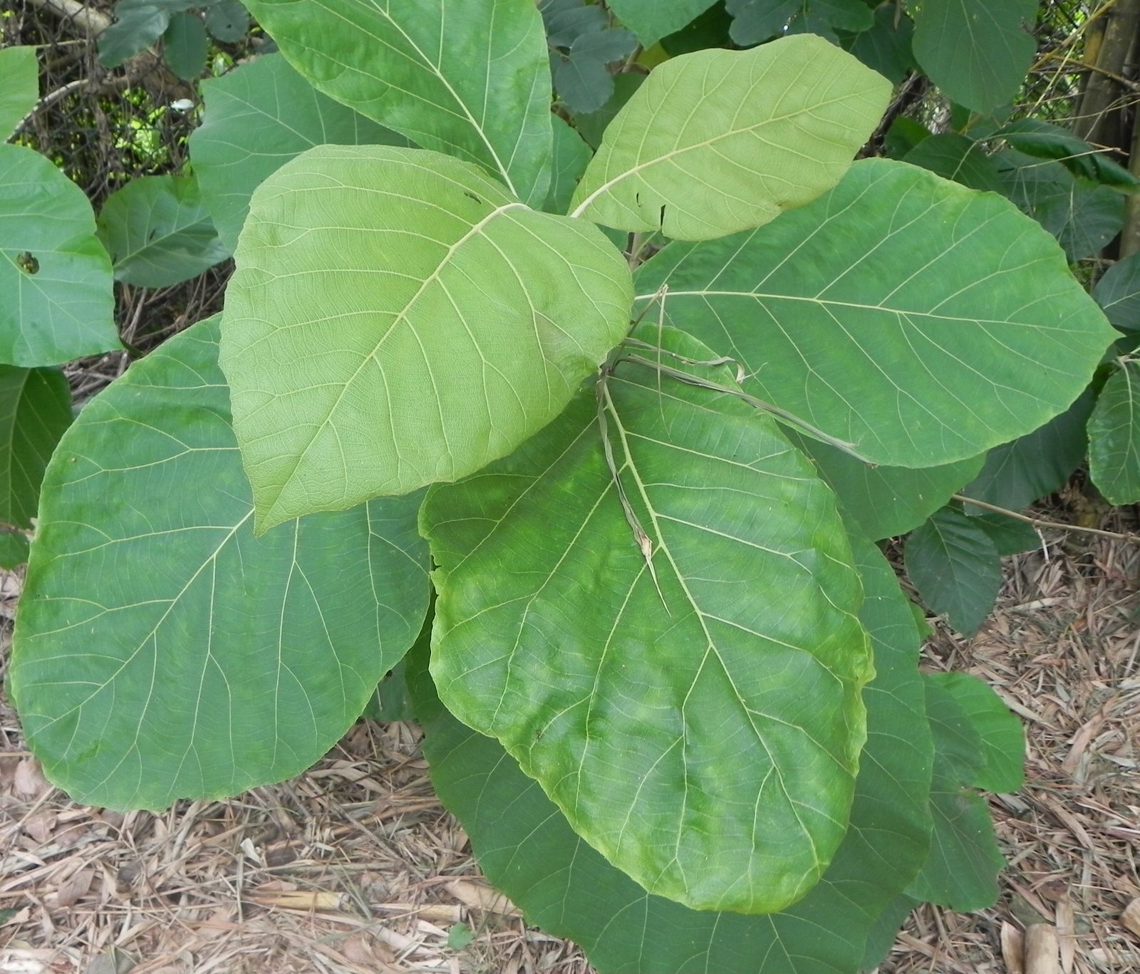 Teakwood - Tectona grandis Tree Plant