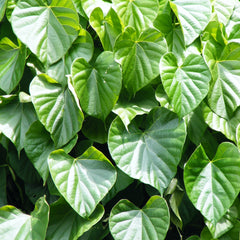 Chittamruthu ( Tinospora cordifolia ) Medicinal Plant
