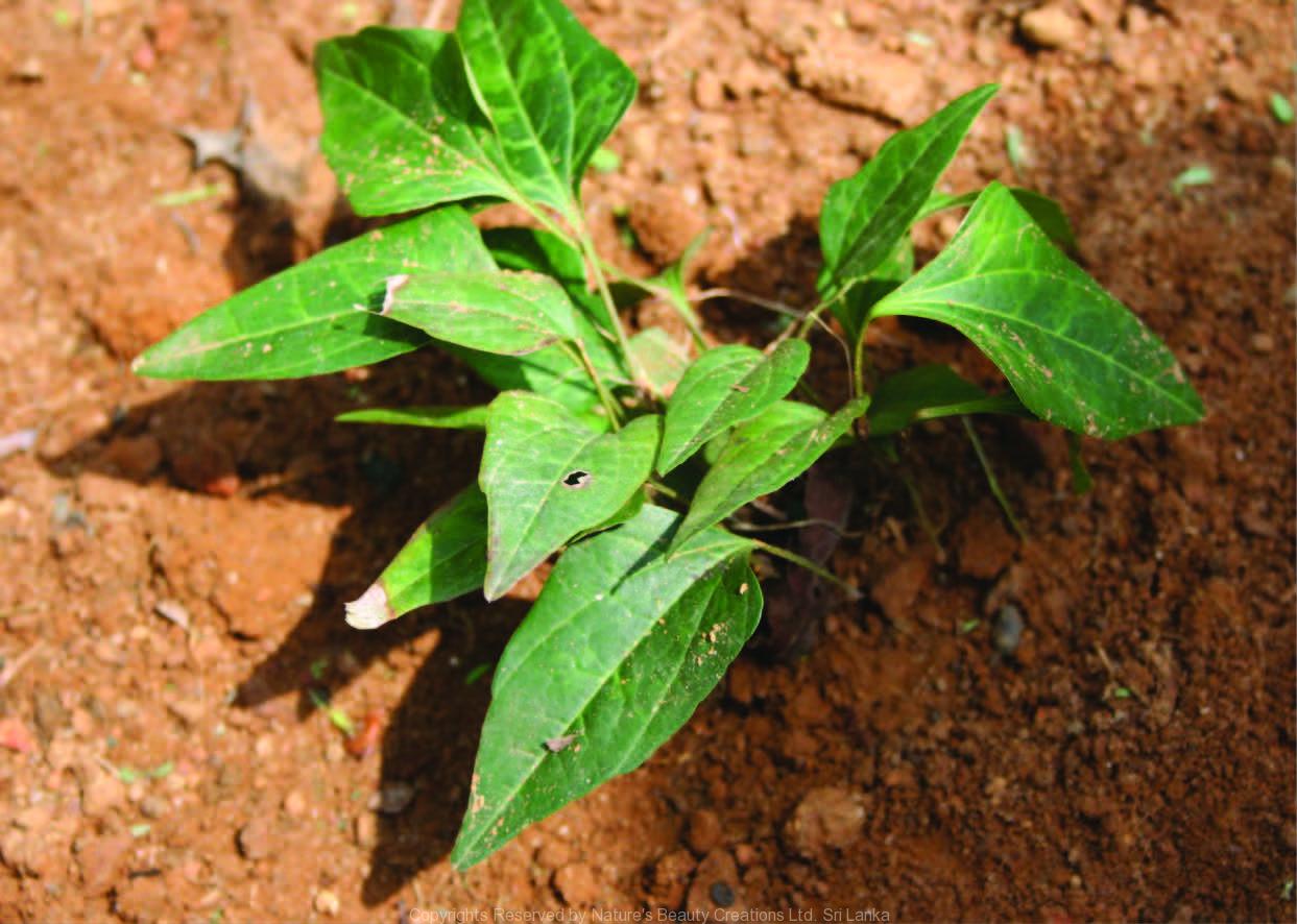 Arogyapacha ( Trichopus zeylanicus ) Medicinal Plant