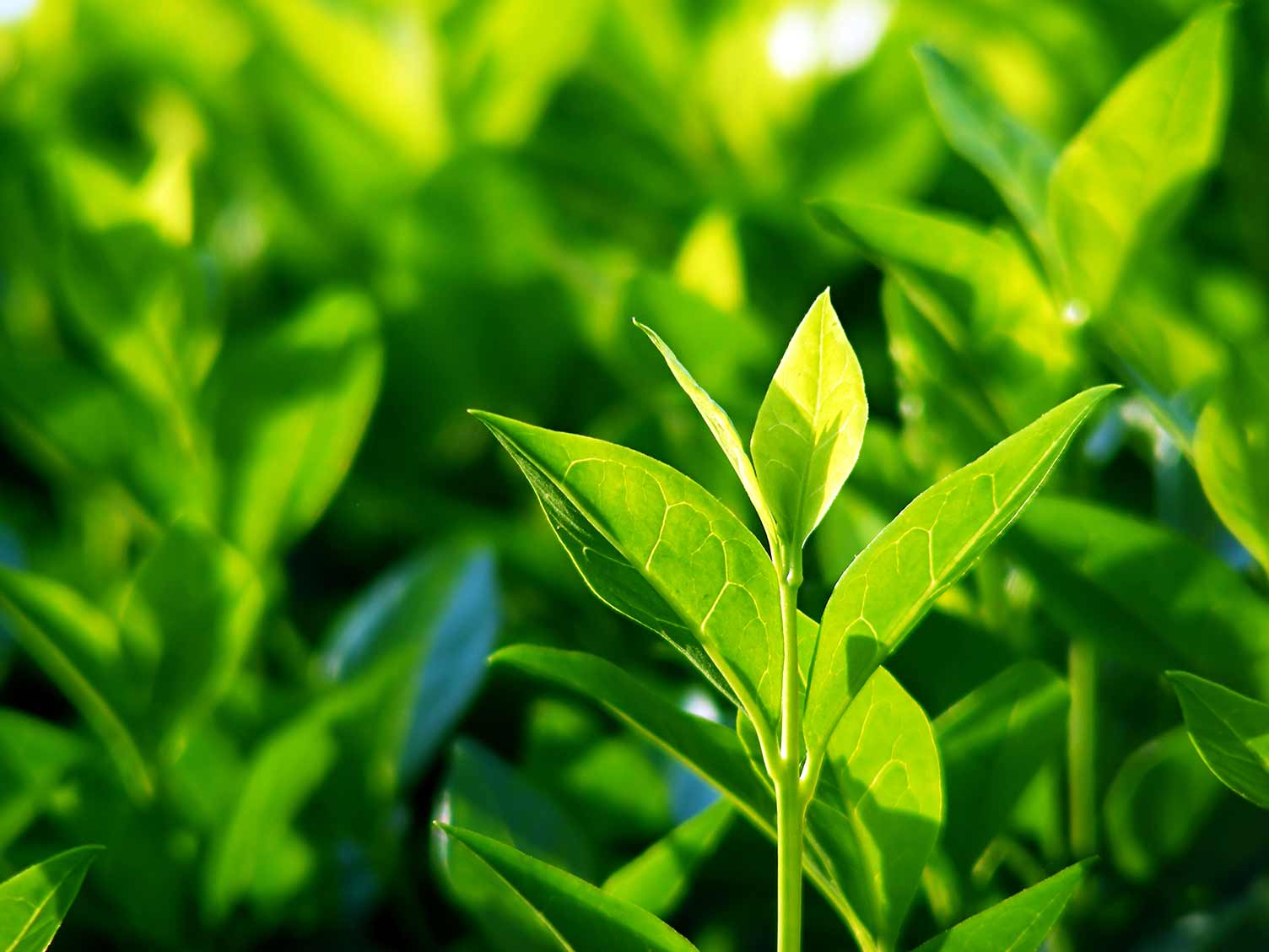 Tea Plant