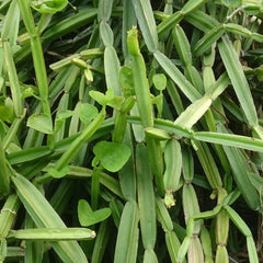 Asthi Samhara ( Cissus quadrangularis ) Medicinal Plant