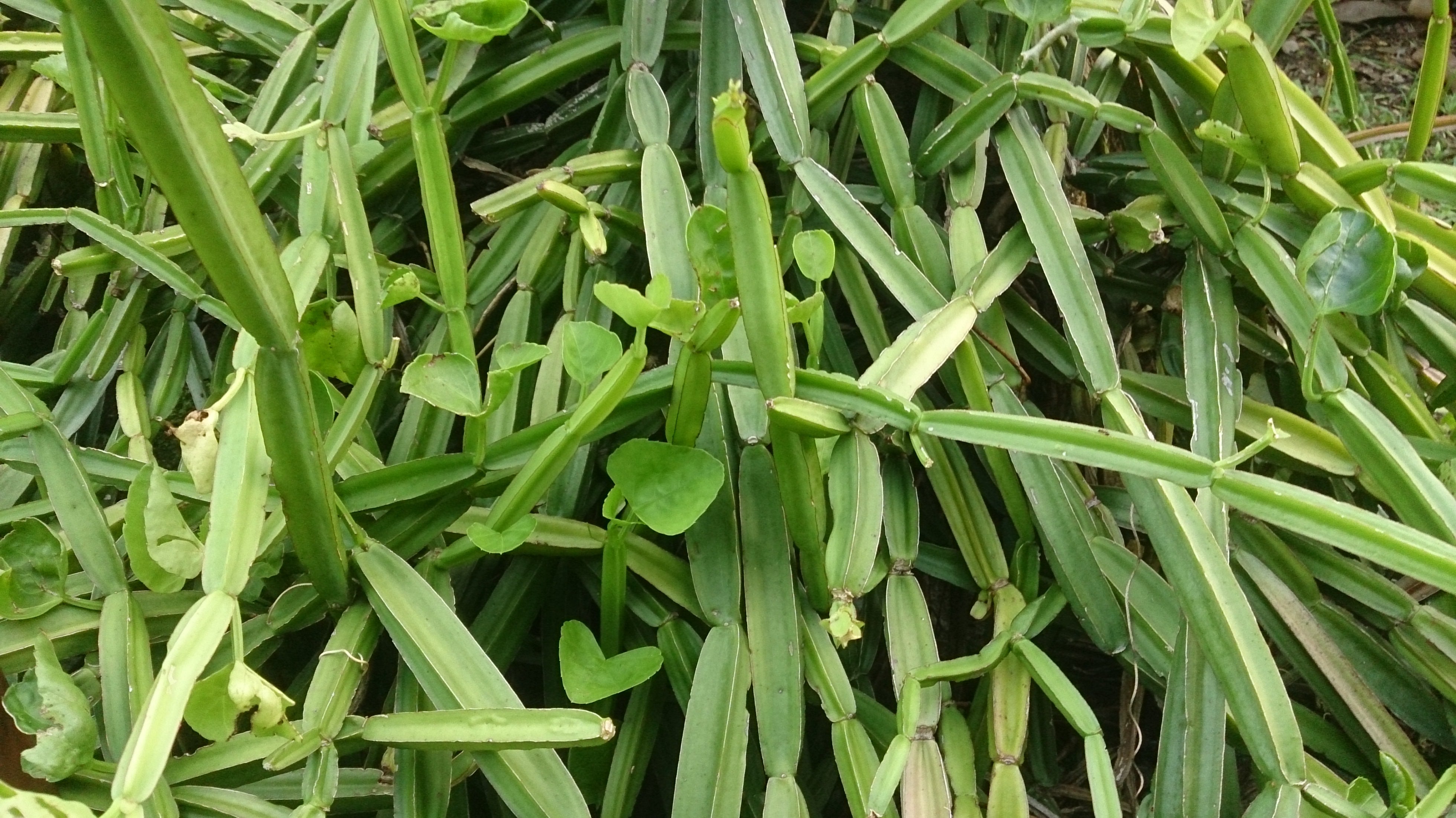 Asthi Samhara ( Cissus quadrangularis ) Medicinal Plant