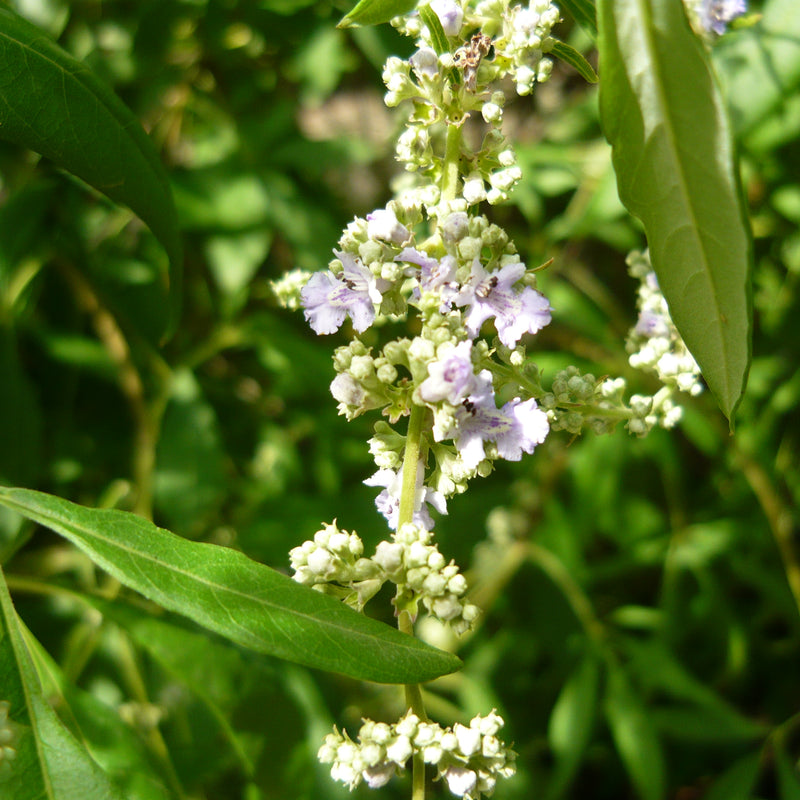 Karunochi ( Vitex negundo ) Medicinal Plant