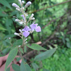 Karunochi ( Vitex negundo ) Medicinal Plant