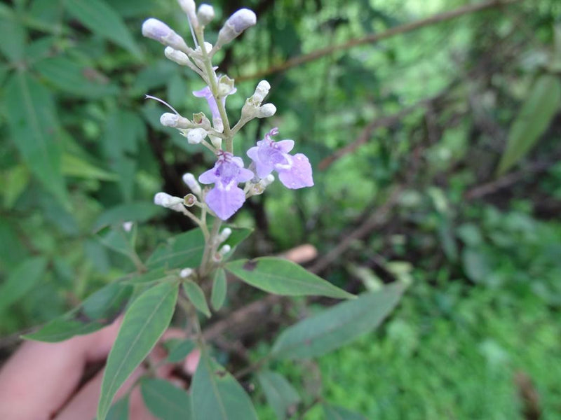 Karunochi ( Vitex negundo ) Medicinal Plant