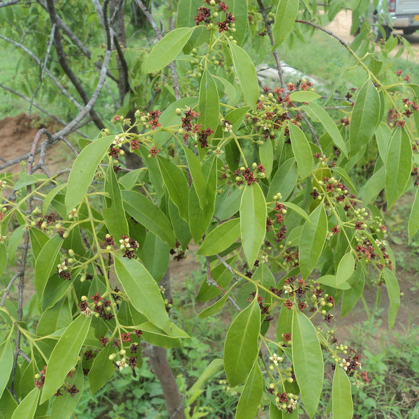 White Sandalwood - Santalum album Tree Plant