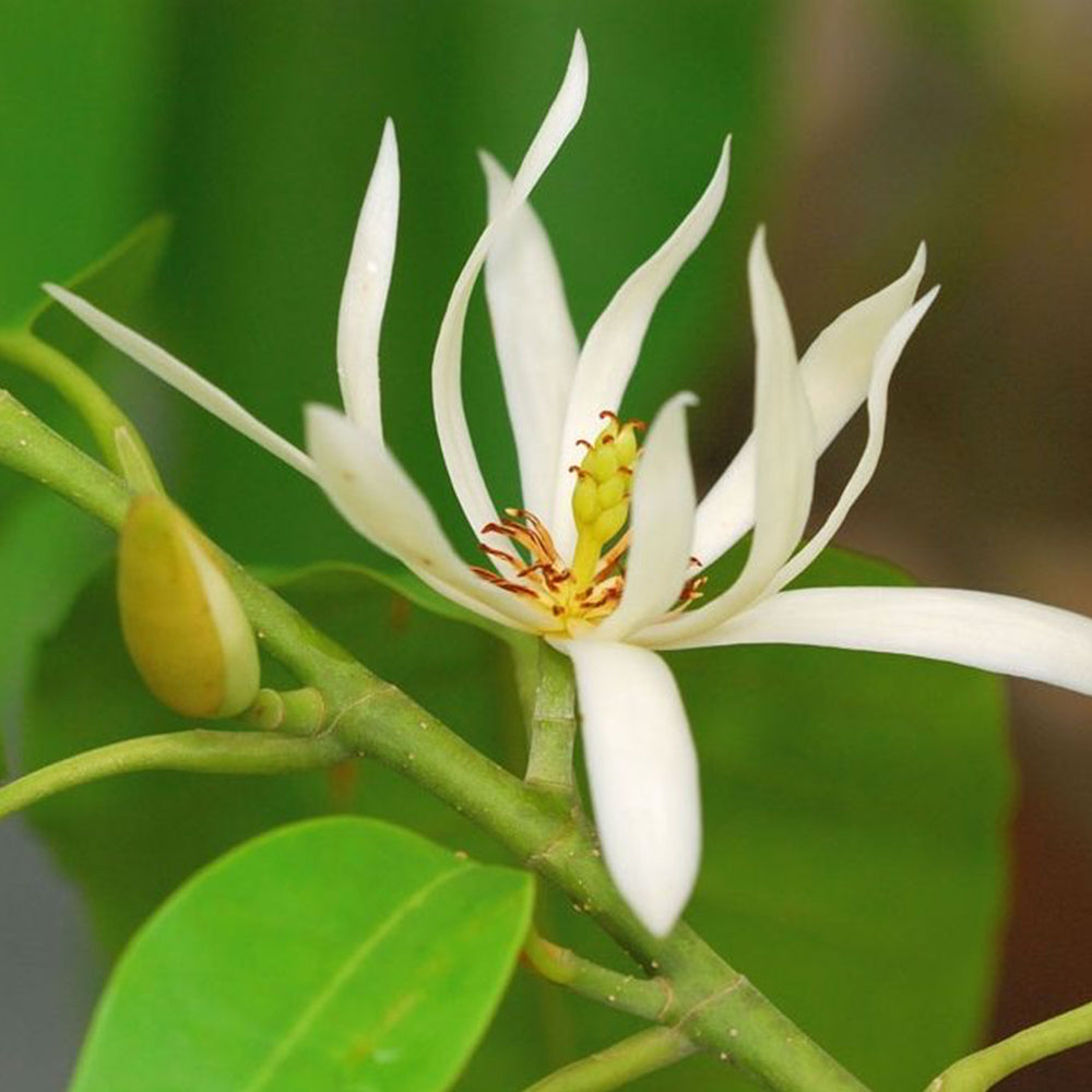 White Son Champa Flower Plant