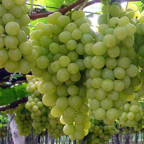 Hybrid Grape - White Grape Vine Fruit Plant